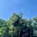 Trees. 