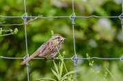 18th Jun 2025 - Sparrow