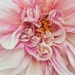 Dahlia swirls by edorreandresen