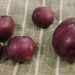 First Harvest potatoes