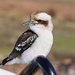 Friendly Kookaburra by leggzy