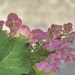 Fluttering in the air… by beverley365