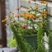 A pot of zinnias... by marlboromaam