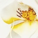 Orchid  by rensala