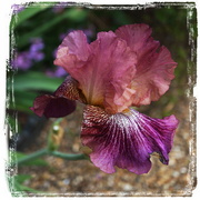 20th Jul 2025 - flag iris
