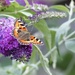 The First Tortoiseshell This Year by susiemc