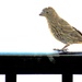 Visiting House Finch
