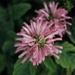 Brazilian Plume