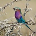 Lilac Breasted Roller P7181486 by merrelyn
