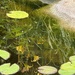 Pond Reflection  by lisab514