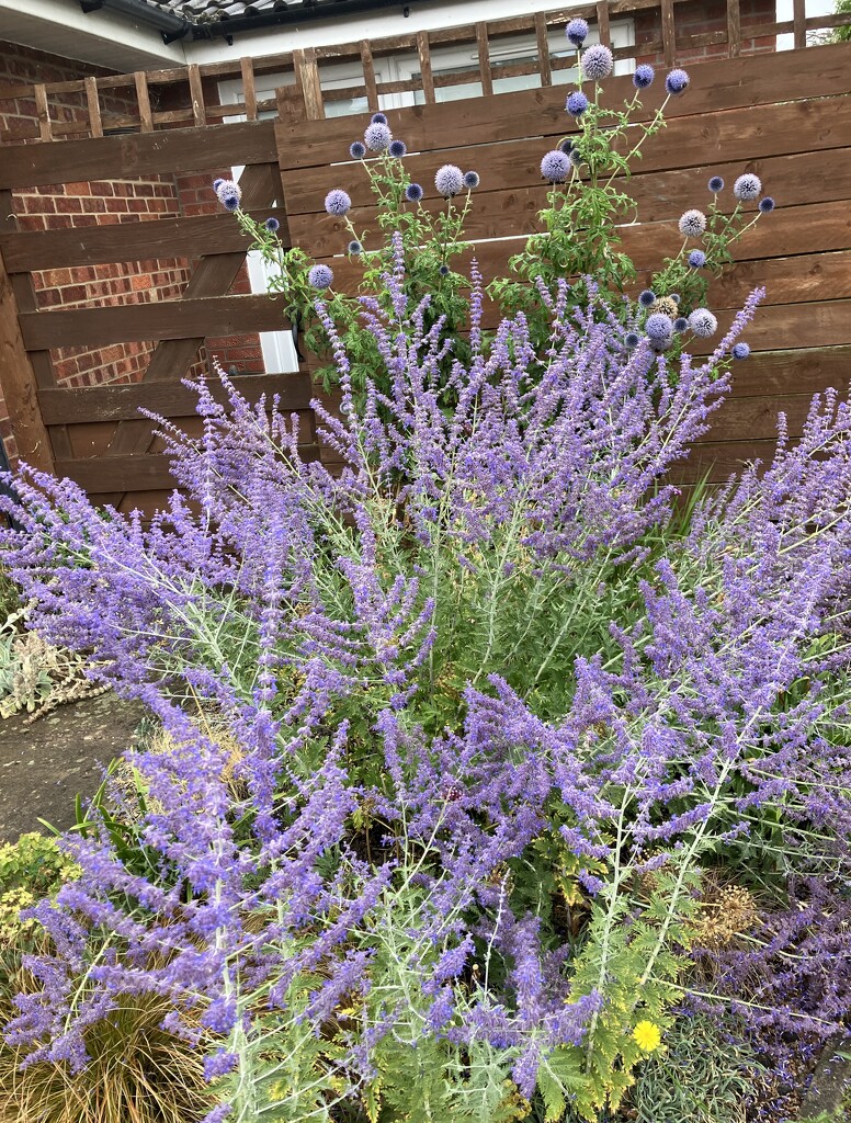 Neighbours’ garden  by foxes37