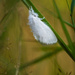 Lady in white fur by haskar