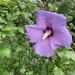 Rose of Sharon by spanishliz