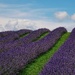Lavender Tentacles by ljmanning