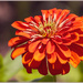 Summer Flower by hjbenson