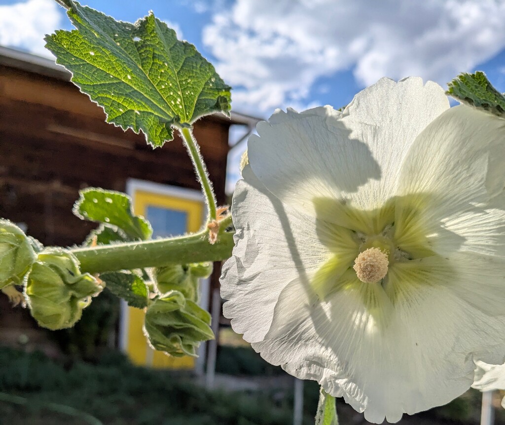 Hollyhock by wakuwaku