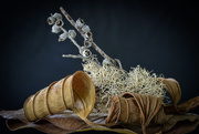 21st Jul 2025 - Still life