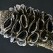 Macro - Banksia pod