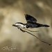 Homebuilder in Flight by yorkshirekiwi
