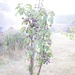 Crab Apple on a Misty Morning