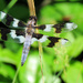 Dragonfly by seattlite