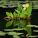 Reflections on Pond by brillomick