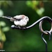 One of my favourite visitors by rosiekind