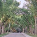 Canopy Of Trees
