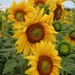 Sunflowers no 1 by craftymeg