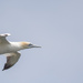 Flypast