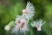21st Jul 2025 - Groundsel