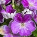 Impressions on verbena... by marlboromaam
