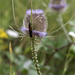 Six-spot by pcoulson