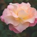 pale pink by blueberry1222