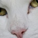 The Count's Pink Nose by corinnec