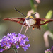 Hummingbird Moth Full Frontal by marylandgirl58