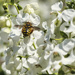 Anthidium Manicatum