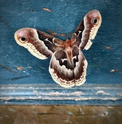 21st Jul 2025 - Promethea Silkmoth