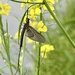 Mayfly by amyk