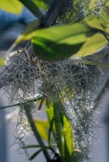 21st Jul 2025 - Spanish Moss