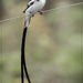 Bird on a wire by ludwigsdiana