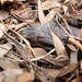 Another lizard