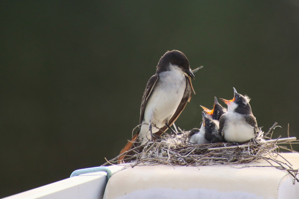 Eat a bug by edorreandresen