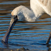 Spoonbill 