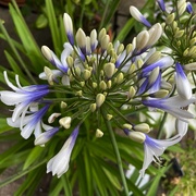 22nd Jul 2025 - agapanthus 'twister'