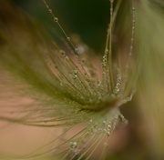 18th Jul 2025 - After the rain~~~~