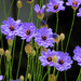 Summer Flowers by seattlite