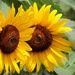 Sunflowers by mittens