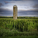 Where the Tall Corn Grows by bluemoon