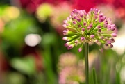 22nd Jul 2025 - Mouse garlic